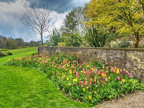 Jual Poster England Gardens Tulips 1Z