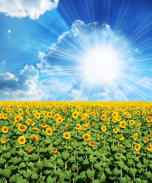 Jual Poster Fields Sunflowers Sky Sun Clouds Rays of light 1Z