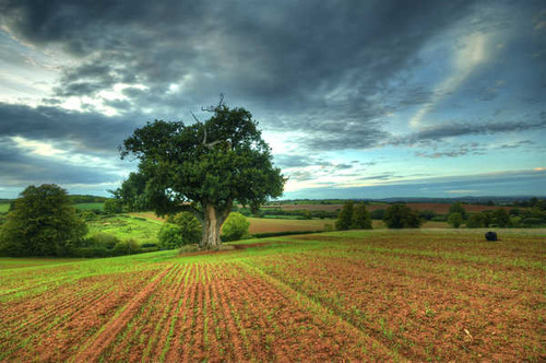 Jual Poster Fields Trees Clouds 1Z