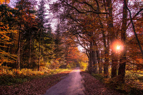 Jual Poster Forests Roads Autumn Trees Foliage 1Z 001