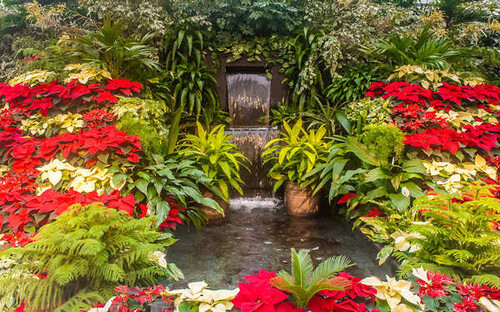 Jual Poster Gardens Euphorbia 1Z