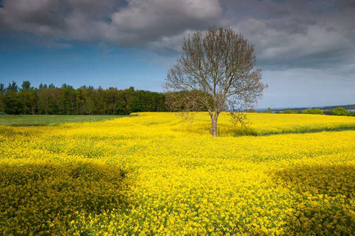 Jual Poster Germany Fields Rapeseed Trees 1Z