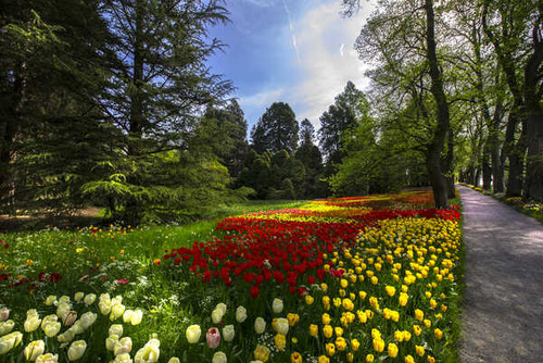 Jual Poster Germany Parks Spring Tulips Mainau Island Trees 1Z