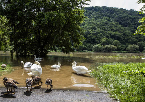 Jual Poster Germany Rivers Birds Swans Mosel Trees 1Z