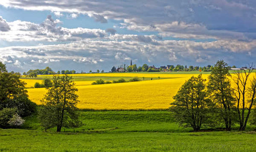 Jual Poster Germany Scenery Fields Sky Rapeseed Reckershausen 1Z