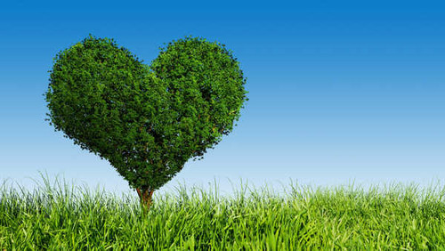 Jual Poster Grass Heart Trees 1Z