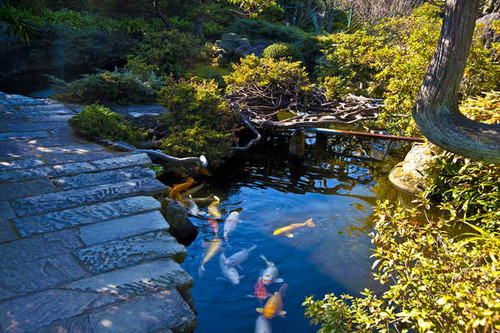 Jual Poster Japan Gardens Pond Fish 1Z