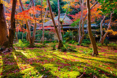 Jual Poster Japan Kyoto Autumn Parks Trees 1Z