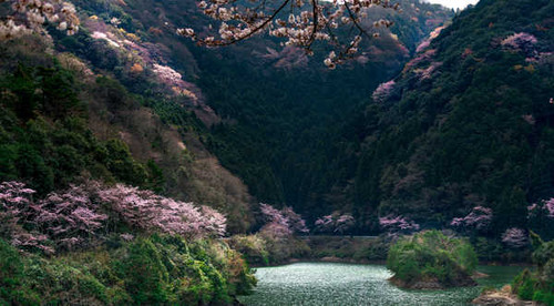 Jual Poster Japan Lake Forests Flowering trees Mountains 1Z