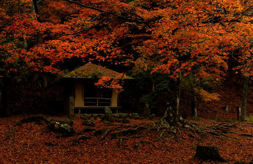 Jual Poster Japan Parks Autumn Nara Park Foliage Trees 1Z