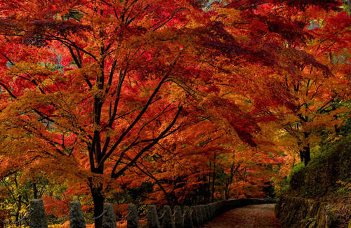 Jual Poster Japan Parks Autumn Roads Nara Park Trees Fence 1Z