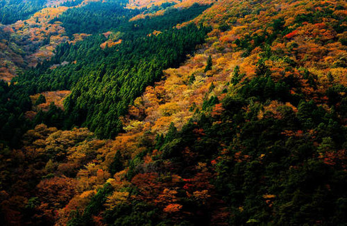 Jual Poster Japan Parks Forests Autumn Nara Park 1Z