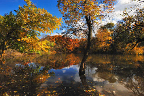 Jual Poster Lake Autumn Trees 1Z