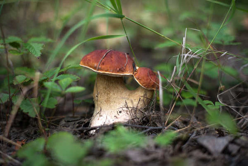 Jual Poster Mushrooms nature 1Z 002
