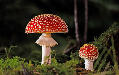 Jual Poster Mushrooms nature Amanita Closeup Moss 1Z
