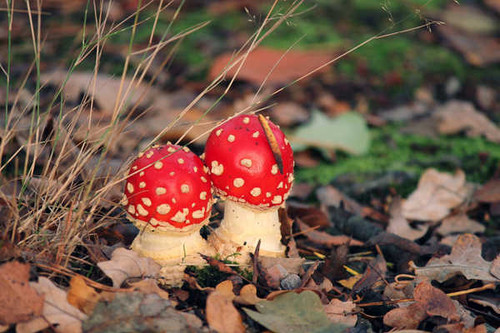 Jual Poster Mushrooms nature Amanita Two Foliage 1Z