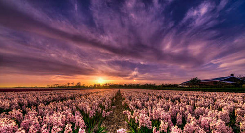 Jual Poster Netherlands Fields Sunrises and sunsets Hyacinths 1Z 002