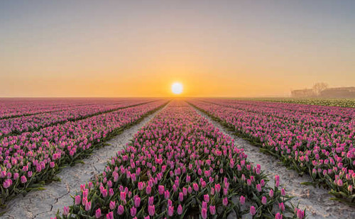 Jual Poster Netherlands Fields Sunrises and sunsets Tulips 1Z 002