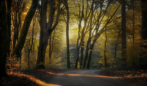 Jual Poster Netherlands Forests Autumn Roads Trees 1Z