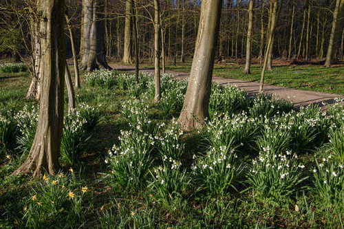 Jual Poster Netherlands Forests Snowdrops Elswout Trunk tree 1Z