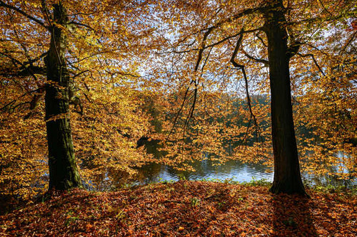 Jual Poster Netherlands Parks Autumn 1Z 001