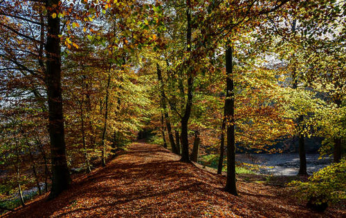 Jual Poster Netherlands Parks Autumn 1Z 004