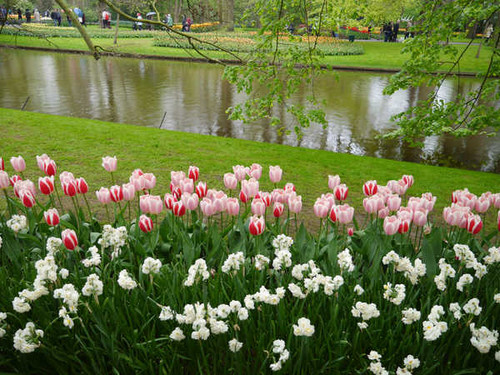 Jual Poster Netherlands Parks Pond Tulips Daffodils Keukenhof 1Z