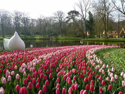 Jual Poster Netherlands Parks Pond Tulips Many Keukenhof 1Z