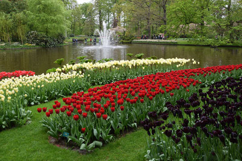 Jual Poster Netherlands Parks Spring Tulips Pond Many 1Z