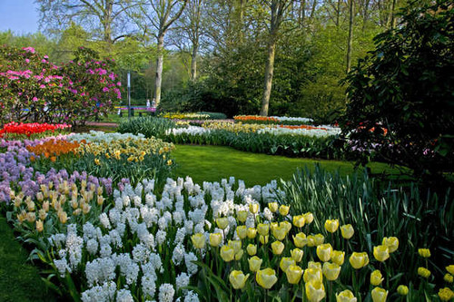 Jual Poster Netherlands Parks Tulips Hyacinths Keukenhof 1Z