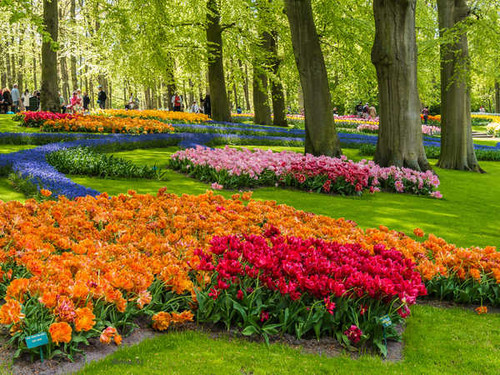 Jual Poster Netherlands Parks Tulips Keukenhof Trees 1Z 001