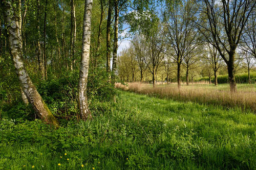 Jual Poster Netherlands Spring Beverwijk Trees Grass Birch 1Z