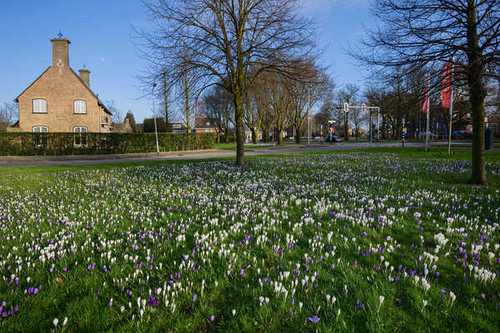 Jual Poster Netherlands Spring Crocuses Beverwijk Trees 1Z