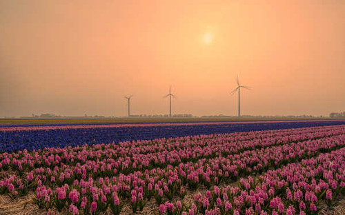 Jual Poster Netherlands Sunrises and sunsets Fields Hyacinths 1Z 002