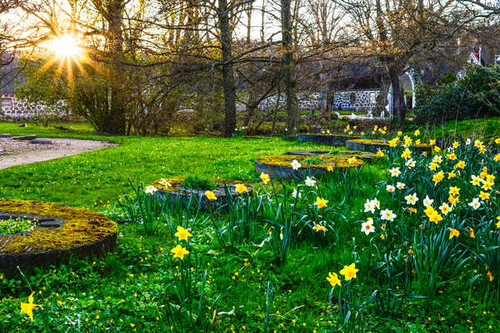 Jual Poster Parks Spring Daffodils Sun Grass Moss 1Z