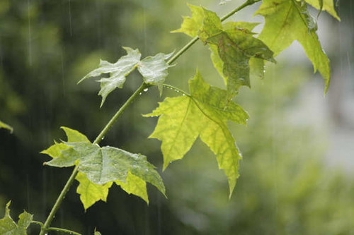 Jual Poster Rain Maple Foliage Green 1Z