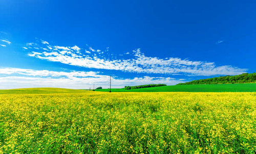 Jual Poster Rapeseed Fields Sky 1Z