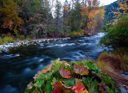 Jual Poster Rivers Forests Autumn 1Z