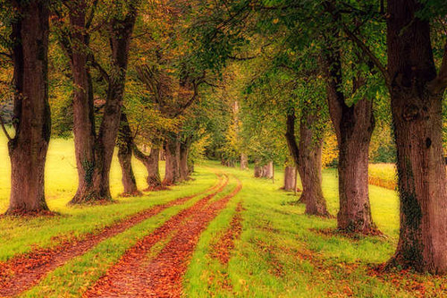 Jual Poster Roads Autumn Grass Foliage Trees 1Z