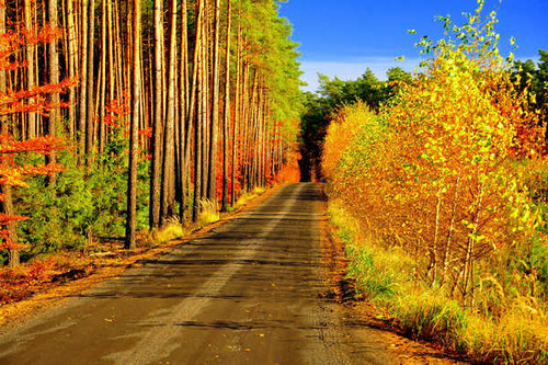 Jual Poster Roads Forests Autumn 1Z