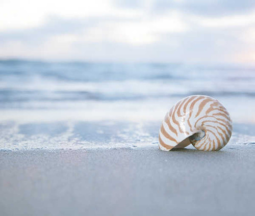 Jual Poster Sea Shells 1Z