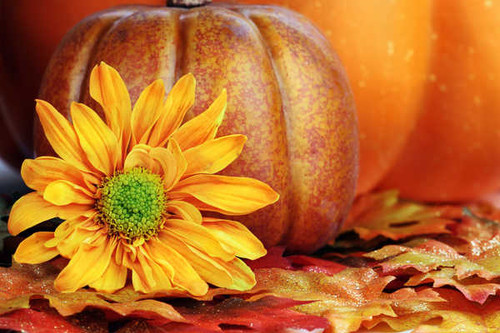 Jual Poster Seasons Autumn Pumpkin 1Z