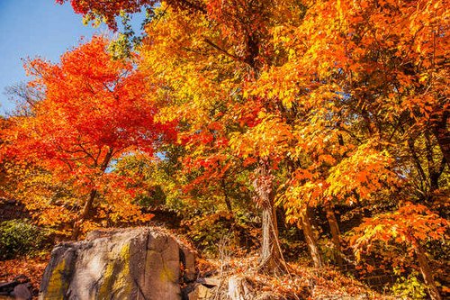 Jual Poster Seasons Autumn Trees 1Z 003