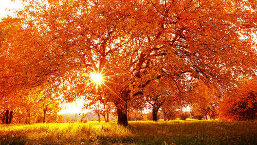 Jual Poster Seasons Autumn Trees 1Z 006