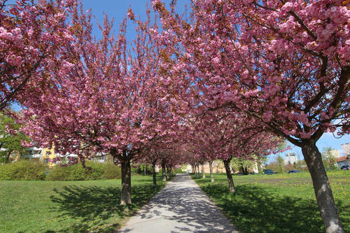 Jual Poster Seasons Spring Flowering trees Sakura Avenue 1Z