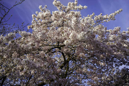Jual Poster Spring Flowering trees Branches Sakura 1Z 002