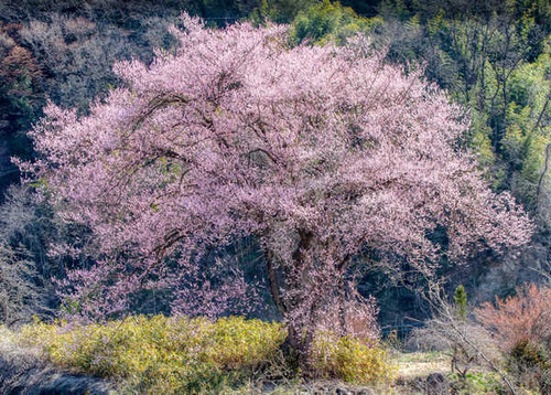 Jual Poster Spring Flowering trees Sakura 1Z