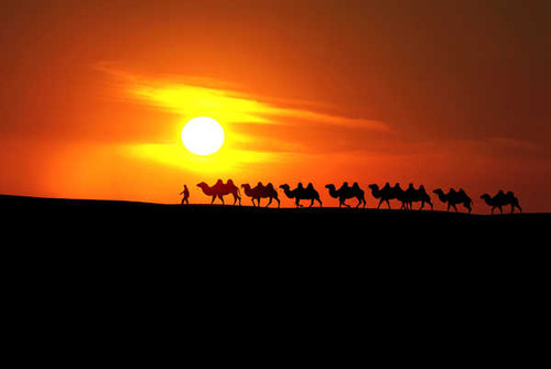 Jual Poster Sunrises and sunsets Desert Camels Sun Silhouette 1Z