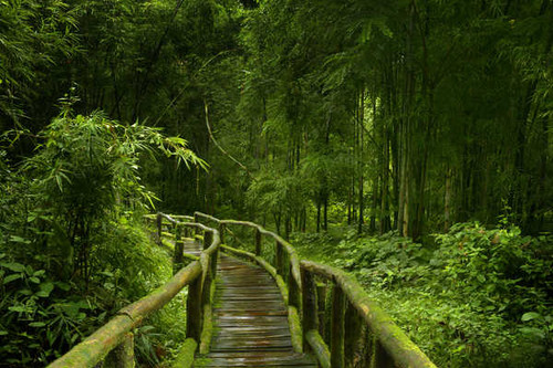 Jual Poster Tropics Forests Bridges Bambusoideae Jungle Moss 1Z