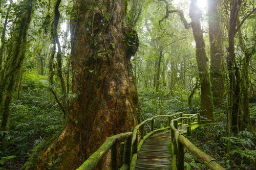 Jual Poster Tropics Forests Bridges Jungle Trunk tree Moss 1Z